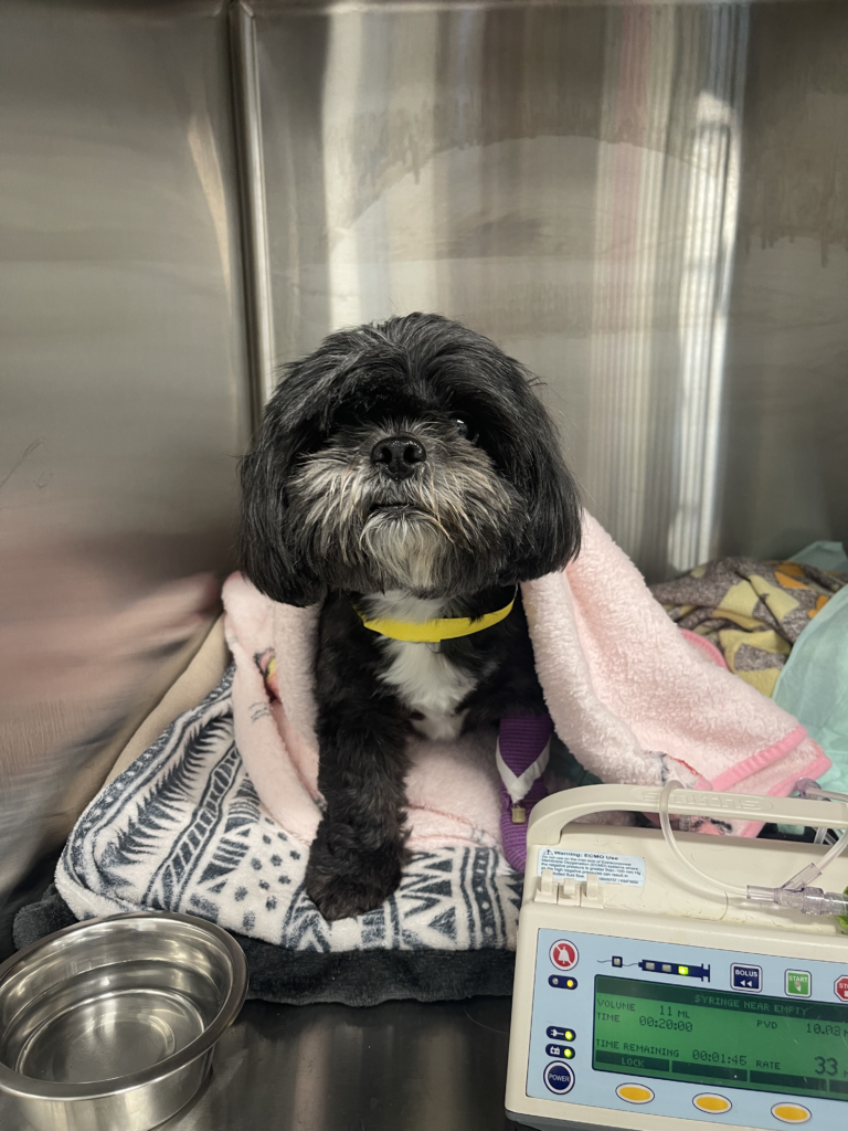 Shih Tzu dog